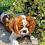 puppy, dog, brown_and_white, leafy_plant, greenery, sunlight, shadow, tiled_floor, outdoor, pet, cute, relaxed, young_dog, fur, animal, nature, small_dog, adorable, curious, resting