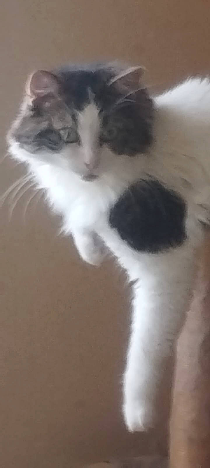 Macqueen a rejoint le concours — aidez-le/la à gagner de superbes lots ! carnivore, cat, eye, felidae, fur, paw, small_to_medium_sized_cats, snout, tail, whiskers