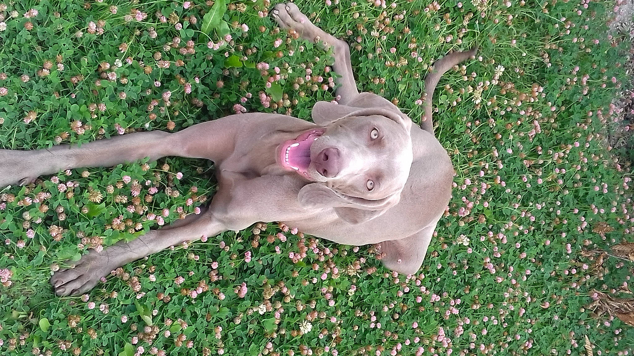 Miya a rejoint le concours — aidez-le/la à gagner de superbes lots ! annual_plant, art, flowering_plant, foot, fun, garden, gesture, grass, groundcover, happy, herbaceous_plant, human_leg, lawn_ornament, magenta, people_in_nature, petal, plant, shrub, tail, thumb