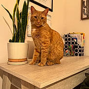 Cheddar is registered to the contest to win money with this photo: cat, orange_tabby, plant, desk, indoor, potted_plant, feline, wooden_furniture, calendar, stationery, pen_holder, organized, office, home_office, wall_art, curious, sitting, pet, domestic_animal, closeup