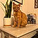 Cheddar