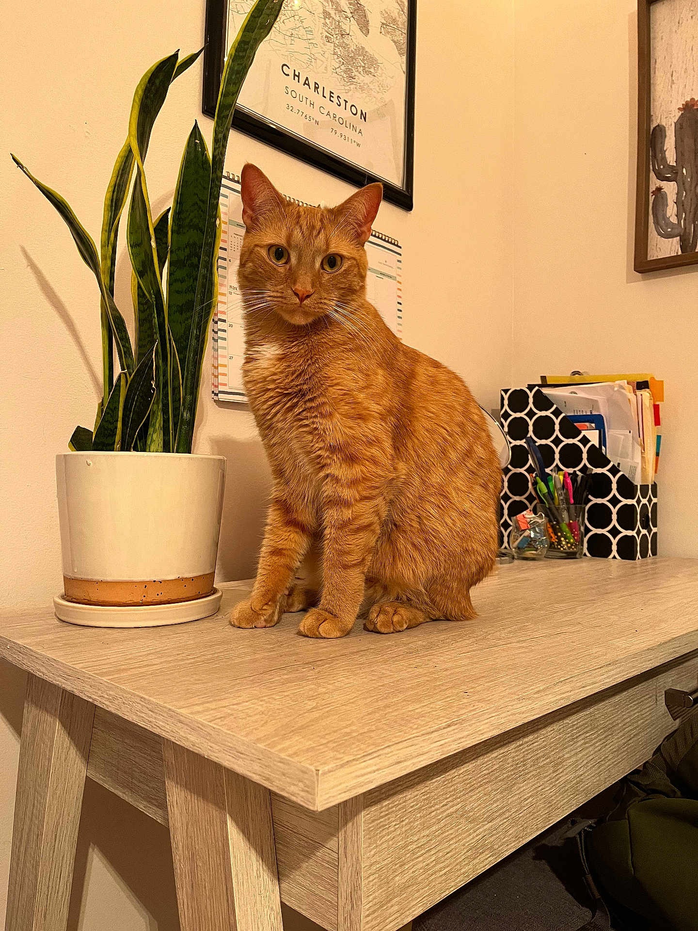 Cheddar is registered to the contest to win money with this photo: cat, orange_tabby, plant, desk, indoor, potted_plant, feline, wooden_furniture, calendar, stationery, pen_holder, organized, office, home_office, wall_art, curious, sitting, pet, domestic_animal, closeup