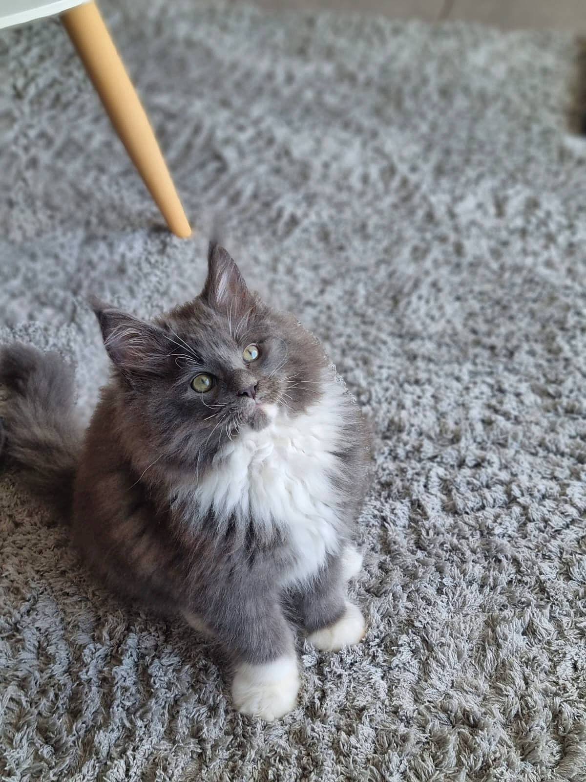 Iron a rejoint le concours — aidez-le/la à gagner de superbes lots ! asphalt, carnivore, cat, cigarette, claw, domestic_short_haired_cat, felidae, flooring, fur, grass, grey, paw, road_surface, small_to_medium_sized_cats, snout, tail, terrestrial_animal, tool, whiskers, wood