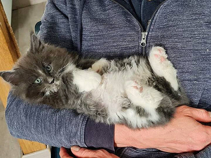 Iron a rejoint le concours — aidez-le/la à gagner de superbes lots ! carnivore, cat, claw, comfort, domestic_short_haired_cat, felidae, fur, grey, hardwood, lap, nail, paw, small_to_medium_sized_cats, tail, terrestrial_animal, whiskers, wood