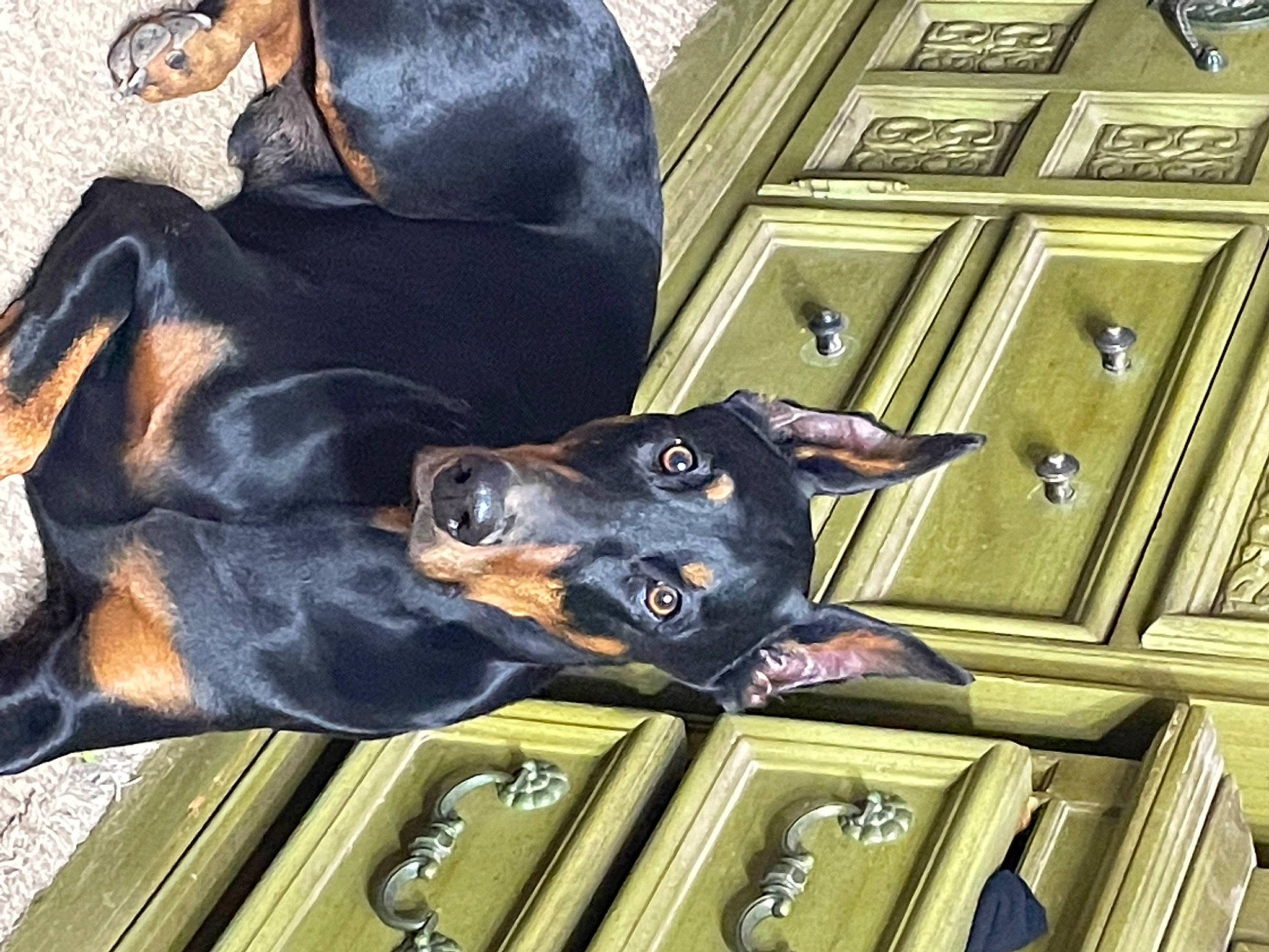 Dax Omega Wulffenstein is registered to the contest to win money with this photo: canidae, carnivore, collar, companion_dog, dobermann, dog, dog_breed, dog_collar, guard_dog, hunting_dog, metal, sporting_group, vehicle_door, working_animal, working_dog