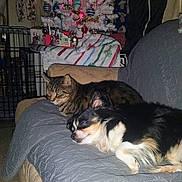 Gilligan joined the competition — help win amazing prizes! animal, cat, christmas_tree, couch, cozy, decorations, dog, festive, furniture, holiday_decor, home, indoor, lights, ornaments, pet, quilt, resting_cat, sleeping_dog, small_dog, tabby_cat