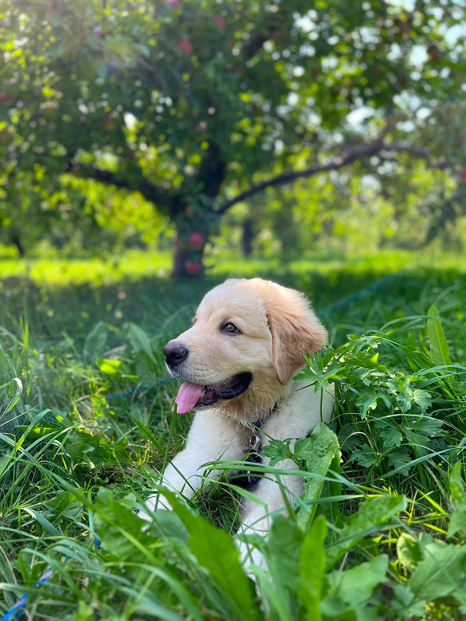 Chief joined the competition — help win amazing prizes! carnivore, companion_dog, dog, dog_breed, fawn, flower, forest, grass, happy, leaf, people_in_nature, plant, snout, sporting_group, spring, tree, wildlife, wood, woodland, working_animal