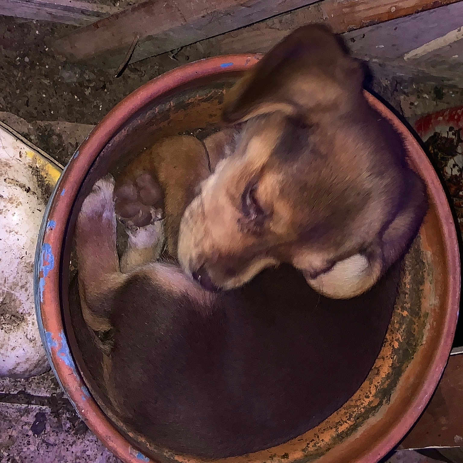 Gust is registered to the contest to win money with this photo: art, automotive_tire, canidae, carnivore, comfort, dog, dog_breed, drainage, fawn, guard_dog, liver, metal, pet_supply, snout, sporting_group, terrestrial_animal, water, whiskers, working_animal, wrinkle