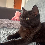 Anya participe au concours pour gagner de l'argent avec cette photo : alert, animal, black_cat, blanket, cat, close_up, cozy, curious, cute, domestic, fur, furniture, home, indoor, kitten, pet, plush_toy, resting, side_profile, soft_texture
