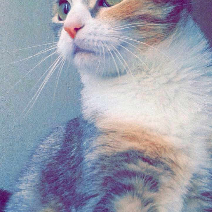 Lola