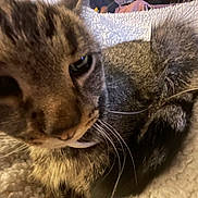 Nova is registered to the contest to win money with this photo: cat, tabby_cat, close_up, whiskers, feline, pet, animal, cozy, blanket, fur, tail, resting, sleepy, indoor, cute, domestic_animal, soft_texture, relaxed, mammal, closeup