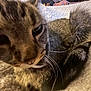 cat, tabby_cat, close_up, whiskers, feline, pet, animal, cozy, blanket, fur, tail, resting, sleepy, indoor, cute, domestic_animal, soft_texture, relaxed, mammal, closeup