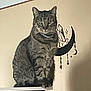 Nova joined the competition — help win amazing prizes! cat, tabby, pet, indoor, table, wall_art, crescent_moon, decor, feline, animal, fur, whiskers, ears, sitting, looking, curious, domestic, home, furniture, collar