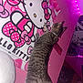 Nova joined the competition — help win amazing prizes! cat, tabby, hello_kitty, poster, pink_wall, indoor, pet, feline, collar, lighting, decor, cute, curious, stretching, animal, room, wall_art, pink_lights, playful, cozy