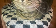 Nova joined the competition — help win amazing prizes! cat, tabby_cat, cushion, black_and_white, checkered_pattern, wooden_stool, furniture, indoor, carpet, pet, close_up, blur, face, whiskers, fur, animal, resting, domestic, cozy, home