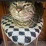 cat, tabby_cat, cushion, black_and_white, checkered_pattern, wooden_stool, furniture, indoor, carpet, pet, close_up, blur, face, whiskers, fur, animal, resting, domestic, cozy, home