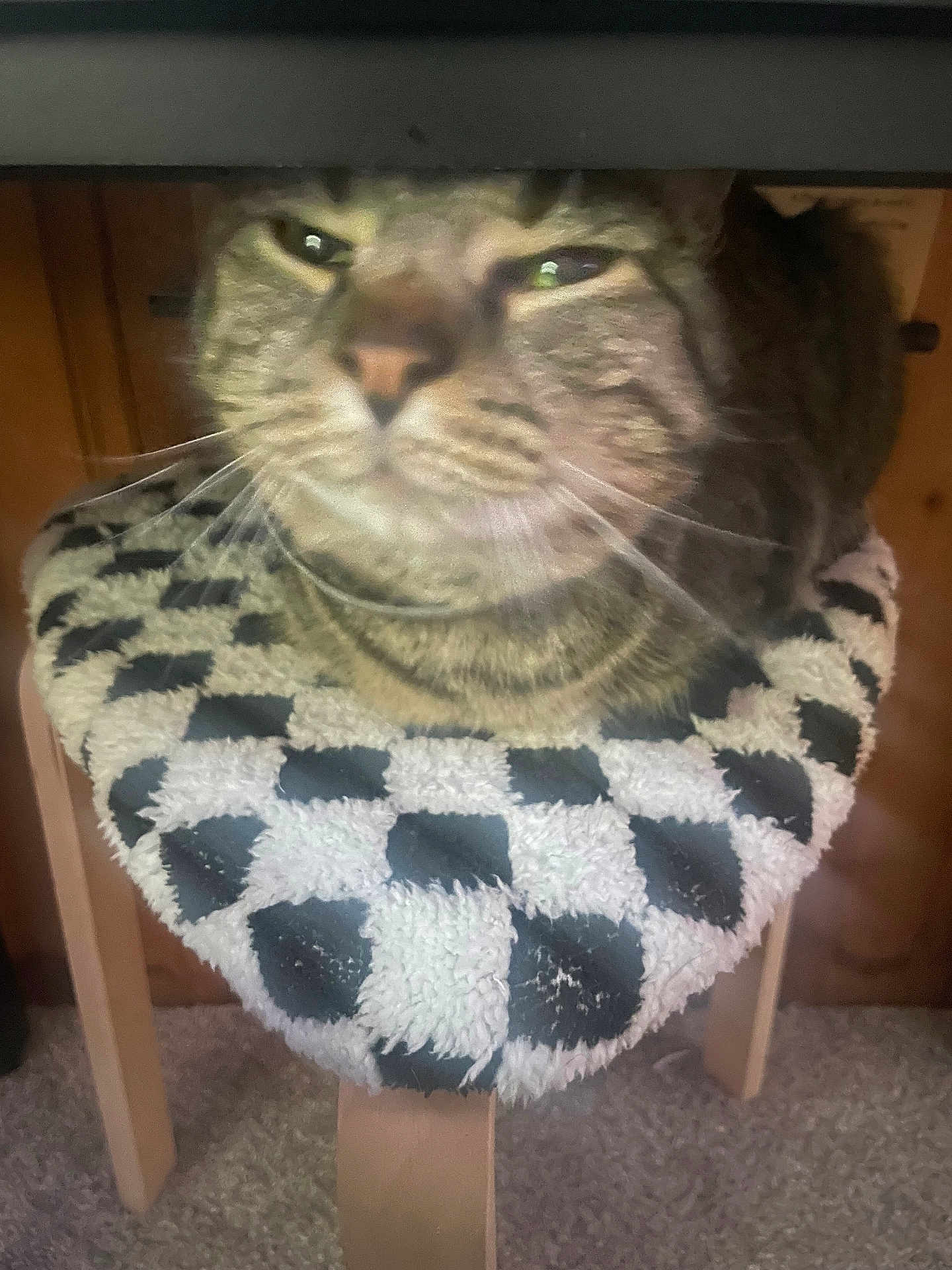 Nova joined the competition — help win amazing prizes! cat, tabby_cat, cushion, black_and_white, checkered_pattern, wooden_stool, furniture, indoor, carpet, pet, close_up, blur, face, whiskers, fur, animal, resting, domestic, cozy, home
