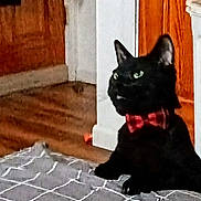 Ozzy joined the competition — help win amazing prizes! cat, black_cat, bow_tie, indoor, floor, rug, wood_floor, cabinet, pet, animal, feline, sitting, looking_up, plaid, decor, home, cozy, domestic, cute, attentive
