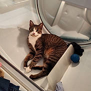 Tiger joined the competition — help win amazing prizes! cat, tabby_cat, laundry, dryer, clothes, blue_ball, indoor, pet, curious, relaxed, household, domestic_animal, white_background, fabric, cleaning, appliance, fur, whiskers, paws, resting