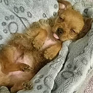 Elijah Angel is registered to the contest to win money with this photo: puppy, sleeping, dog, blanket, soft, cute, tongue_out, fur, pet, cozy, resting, small, animal, domestic, cute_pet, relaxed, indoors, snuggled, adorable, nap