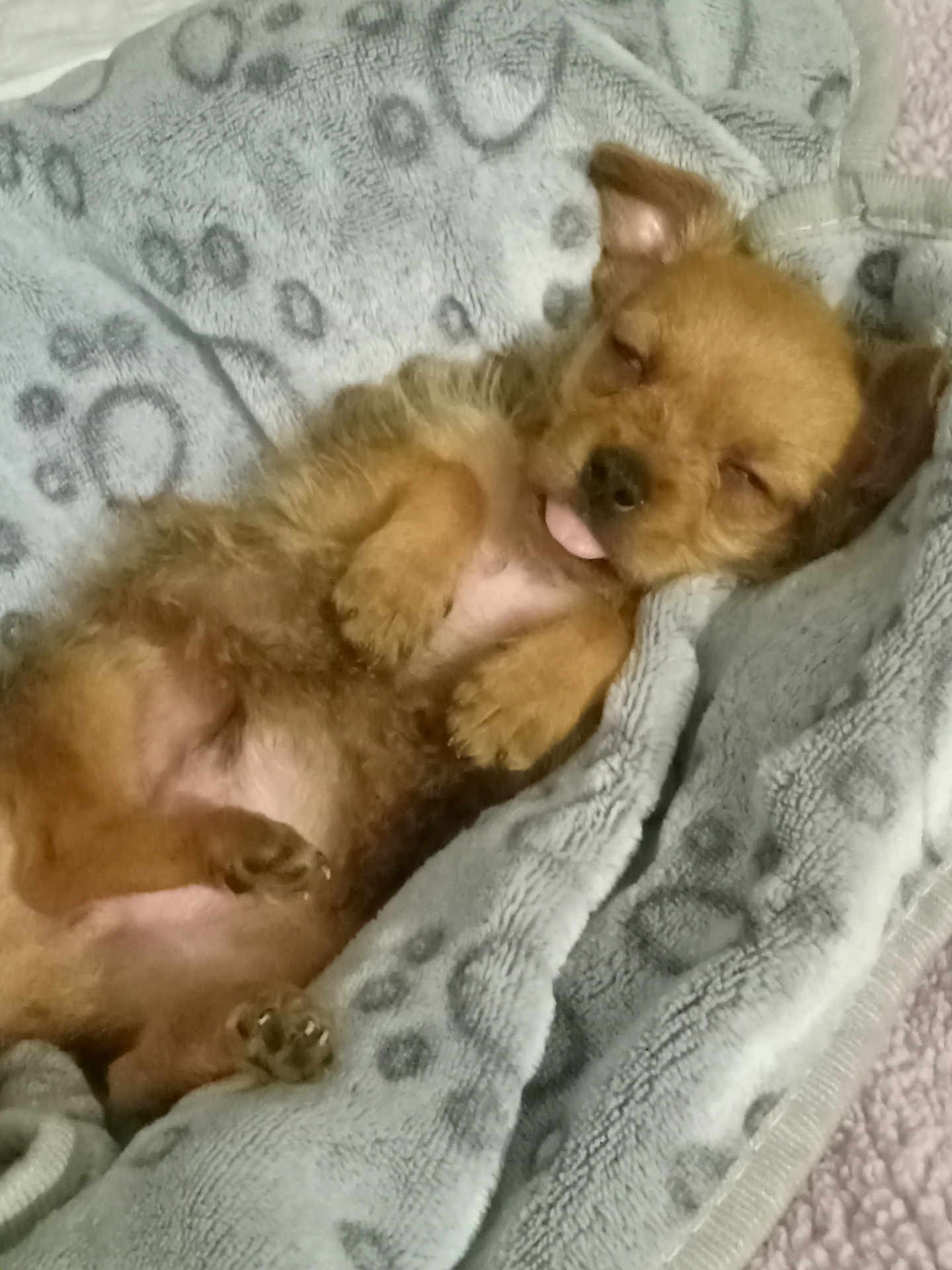 Elijah Angel is registered to the contest to win money with this photo: puppy, sleeping, dog, blanket, soft, cute, tongue_out, fur, pet, cozy, resting, small, animal, domestic, cute_pet, relaxed, indoors, snuggled, adorable, nap