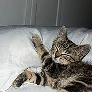 Simba a rejoint le concours — aidez-le/la à gagner de superbes lots ! kitten, cat, sleeping, tabby, paw, white_pillow, bed, indoor, fur, closeup, relaxed, cute, animal, pet, whiskers, soft, cozy, resting, young, feline