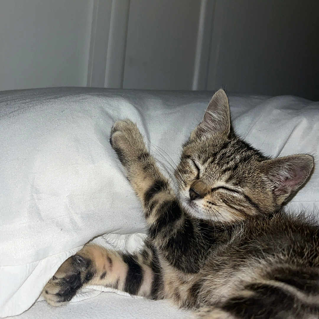 Simba a rejoint le concours — aidez-le/la à gagner de superbes lots ! animal, bed, cat, closeup, cozy, cute, feline, fur, indoor, kitten, paw, pet, relaxed, resting, sleeping, soft, tabby, whiskers, white_pillow, young