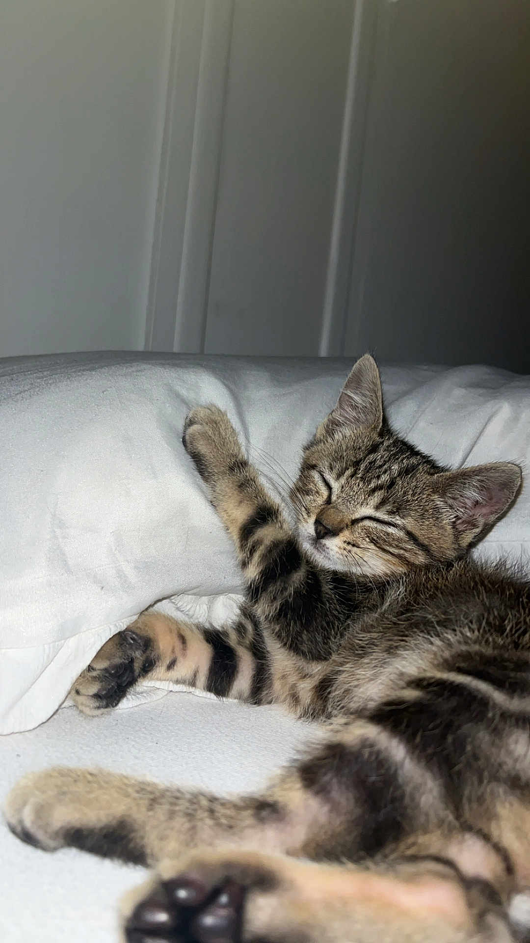 Simba a rejoint le concours — aidez-le/la à gagner de superbes lots ! kitten, cat, sleeping, tabby, paw, white_pillow, bed, indoor, fur, closeup, relaxed, cute, animal, pet, whiskers, soft, cozy, resting, young, feline