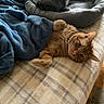 cat, cats, orange_cat, gray_cat, pet, animal, furry, whiskers, ears, eyes, relaxed, lying_down, sitting, bed, pet_bed, blanket, blue_blanket, cozy, indoors, home