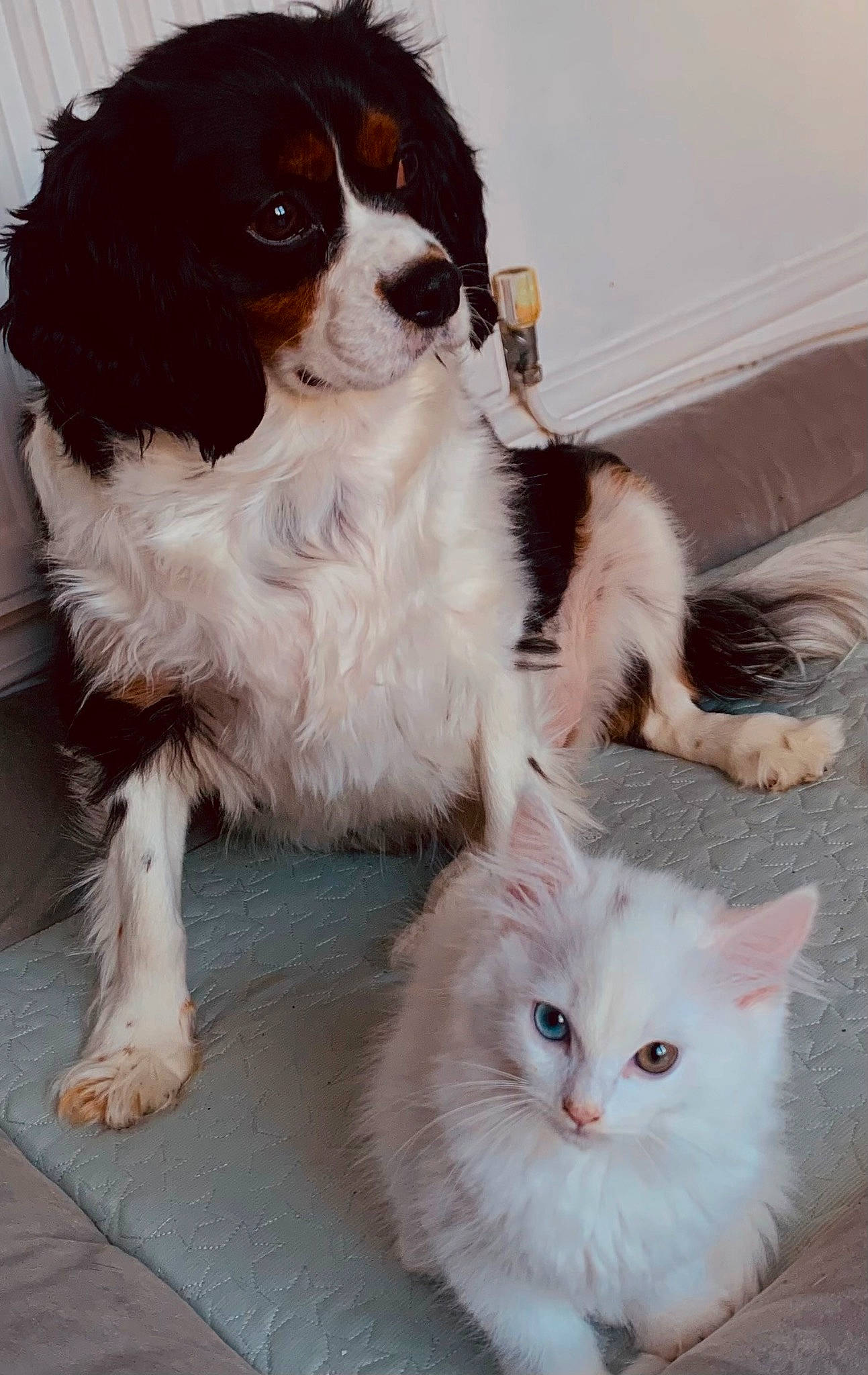 Cooper joined the competition — help win amazing prizes! carnivore, cat, cavalier_king_charles_spaniel, companion_dog, dog, dog_breed, door, fawn, felidae, fur, king_charles_spaniel, liver, mammal, small_to_medium_sized_cats, snout, tail, toy_dog, vertebrate, whiskers, white