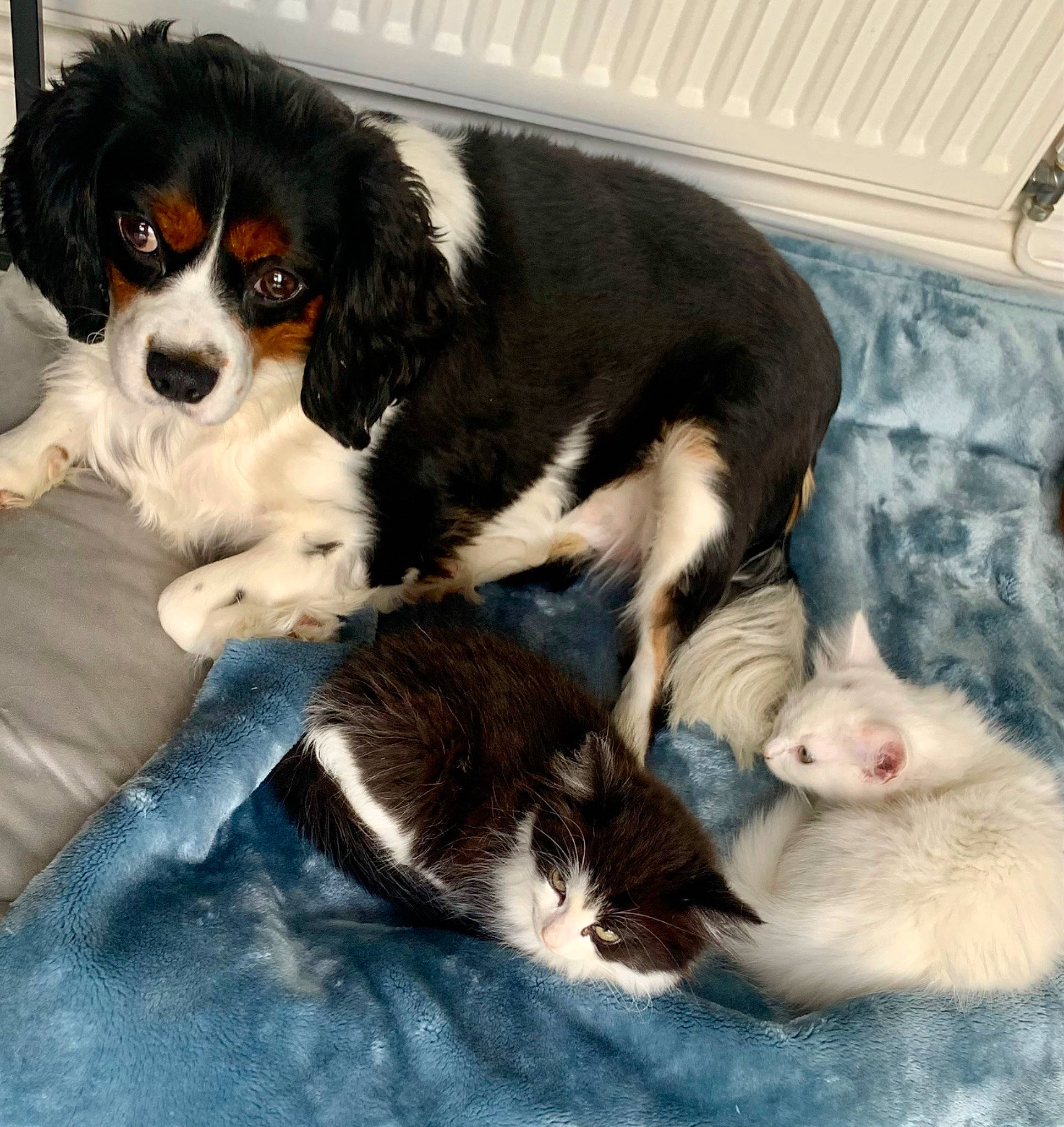 Cooper joined the competition — help win amazing prizes! canidae, carnivore, cat, comfort, companion_dog, dog, dog_breed, domestic_short_haired_cat, felidae, fur, mammal, paw, small_to_medium_sized_cats, snout, tail, terrestrial_animal, vertebrate, whiskers, working_animal, working_dog