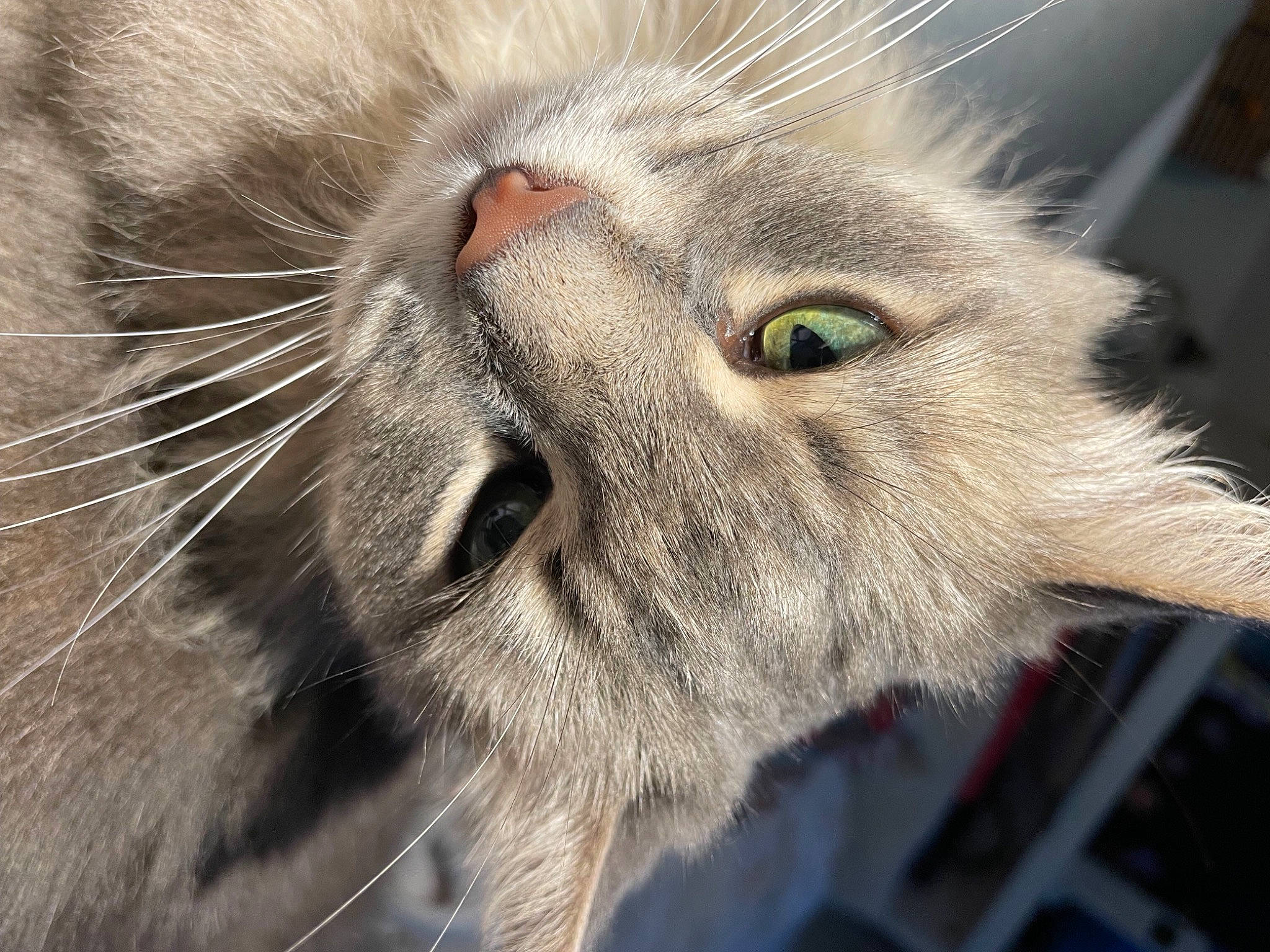 Sophie a rejoint le concours — aidez-le/la à gagner de superbes lots ! carnivore, cat, close_up, domestic_short_haired_cat, felidae, fur, grey, iris, small_to_medium_sized_cats, snout, terrestrial_animal, vertebrate, whiskers, wildlife