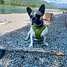 dog, french_bulldog, pet, animal, sitting, outdoors, lakeside, lake, mountains, scenery, landscape, green_harness, gravel, rocks, shoreline, nature, blue_sky, daylight, portrait, ears