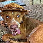Dundee is registered to the contest to win money with this photo: dog, blue_eyes, straw_hat, tongue_out, couch, indoor, brown_fur, pet, canine, relaxed, playful, close_up, animal, domestic_animal, funny, cute, portrait, home, wood_paneling, paw
