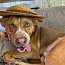 dog, blue_eyes, straw_hat, tongue_out, couch, indoor, brown_fur, pet, canine, relaxed, playful, close_up, animal, domestic_animal, funny, cute, portrait, home, wood_paneling, paw