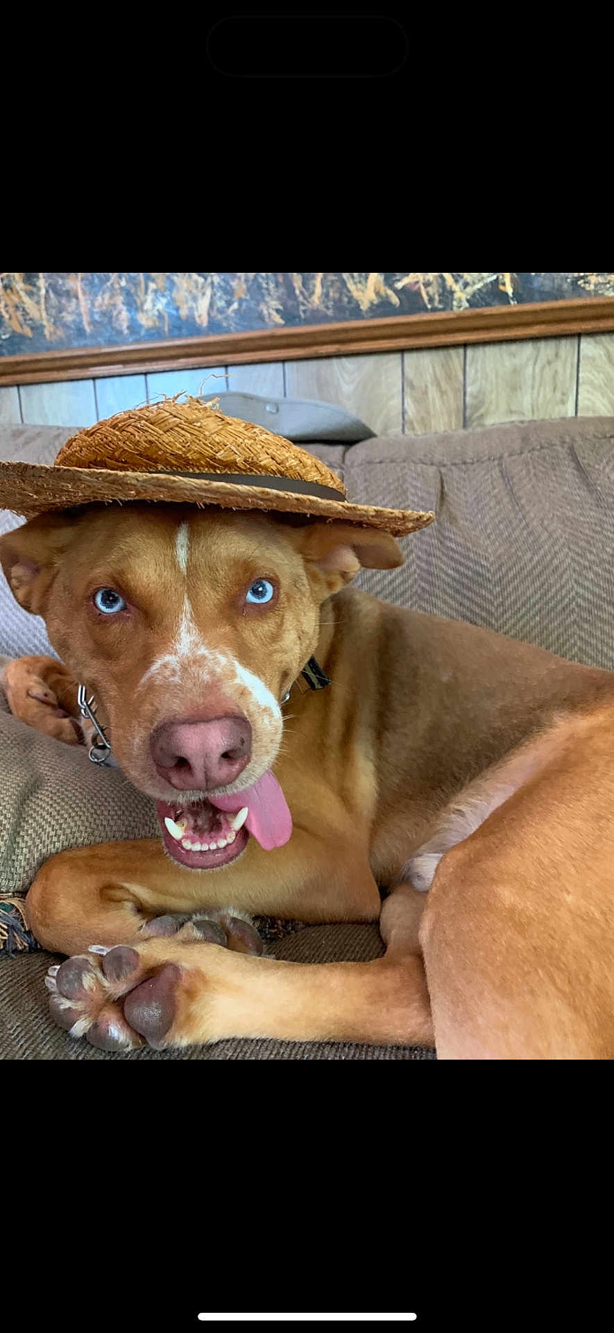 Dundee is registered to the contest to win money with this photo: dog, blue_eyes, straw_hat, tongue_out, couch, indoor, brown_fur, pet, canine, relaxed, playful, close_up, animal, domestic_animal, funny, cute, portrait, home, wood_paneling, paw
