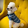 Snowflake is registered to the contest to win money with this photo: dog, poodle, white_dog, pet, clothing, blue_shirt, yellow_chair, furniture, indoor, cute, fluffy, sitting, portrait, animal, companion, domestic_animal, small_dog, well_groomed, buttoned_shirt, tufted_chair