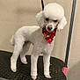 dog, poodle, white, bandana, holiday, groomed, pet, standing, indoor, fur, animal, cute, decorative, black_surface, beige_wall, portrait, canine, facing_forward, small_dog, domestic_animal