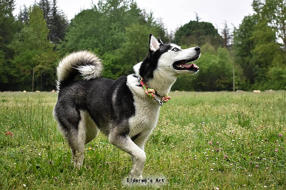 Djena participe au concours pour gagner de l'argent avec cette photo : canidae, carnivore, collar, companion_dog, dog, dog_breed, dog_collar, dog_supply, field, hunting_dog, leash, meadow, pet_supply, prairie, sled_dog, snout, sporting_group, tail, working_animal, working_dog
