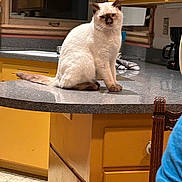 Snowball is registered to the contest to win money with this photo: animal, cabinet, cat, countertop, curious, domestic, feline, fur, household, indoor, kitchen, person_partial, pet, reflection, siamese_cat, sitting, table, window, wooden_chair, yellow_cabinet