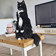 Choupette participe au concours pour gagner de l'argent avec cette photo : cat, black_and_white, fluffy, table, wooden_table, living_room, television, decor, candle, buddha_statue, floor, furniture, pet, indoor, curious, alert, sitting, houseplant, cozy, home