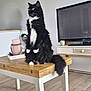 cat, black_and_white, fluffy, table, wooden_table, living_room, television, decor, candle, buddha_statue, floor, furniture, pet, indoor, curious, alert, sitting, houseplant, cozy, home