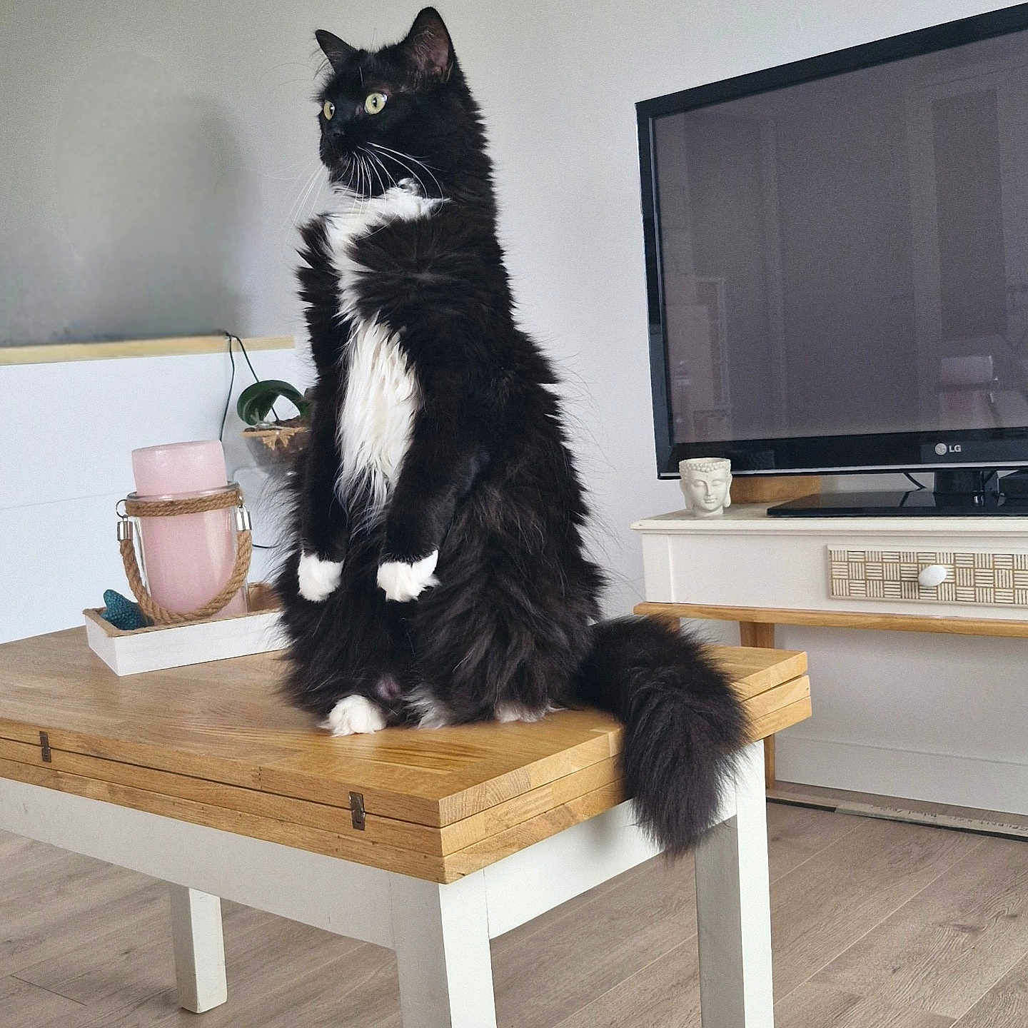 Choupette participe au concours pour gagner de l'argent avec cette photo : alert, black_and_white, buddha_statue, candle, cat, cozy, curious, decor, floor, fluffy, furniture, home, houseplant, indoor, living_room, pet, sitting, table, television, wooden_table