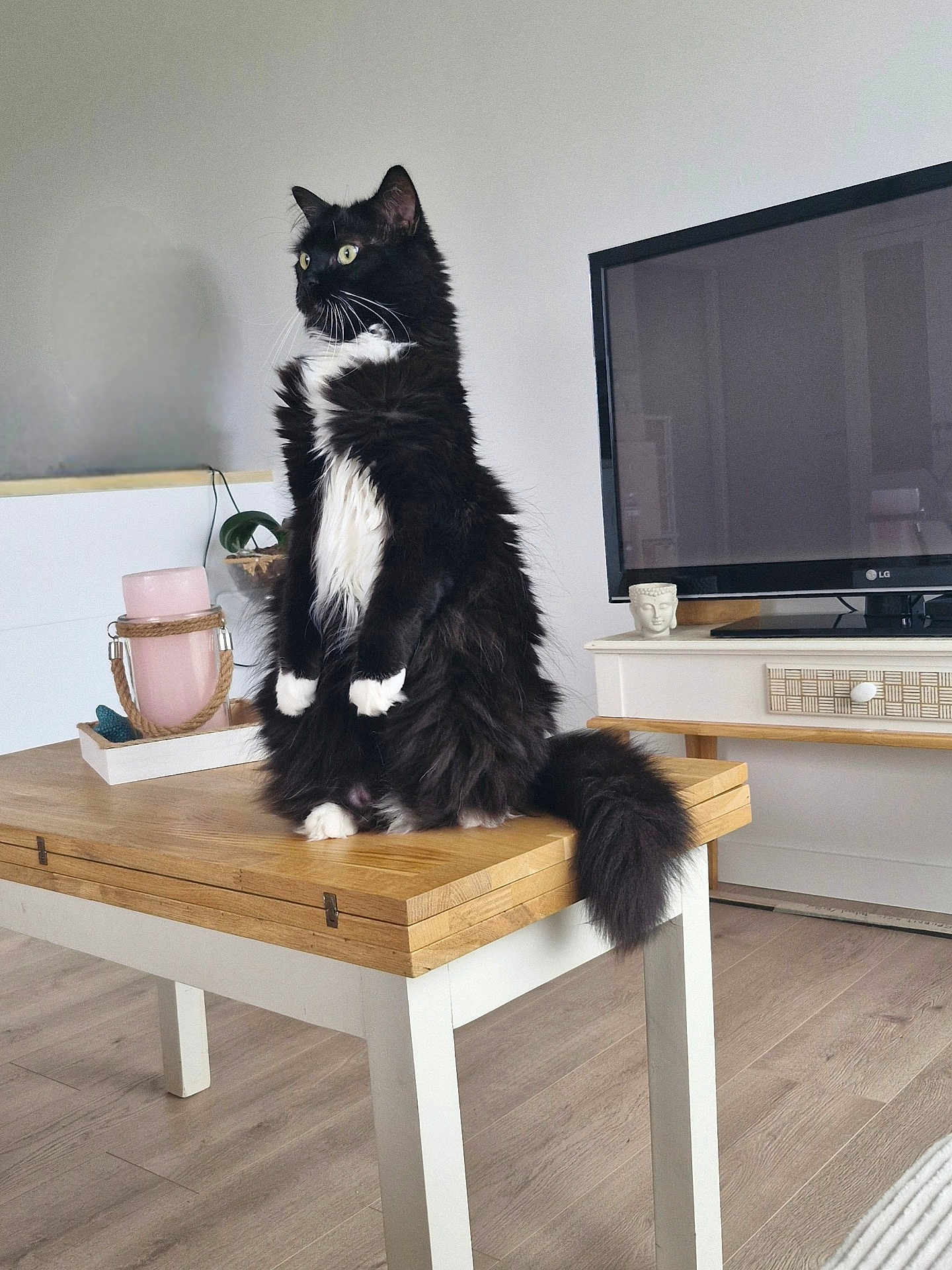 Choupette participe au concours pour gagner de l'argent avec cette photo : cat, black_and_white, fluffy, table, wooden_table, living_room, television, decor, candle, buddha_statue, floor, furniture, pet, indoor, curious, alert, sitting, houseplant, cozy, home