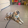 puppy, dog, australian_shepherd, leash, floor, tile, indoor, red_chair, plant, table, waiting_room, office, cute, pet, animal, fur, sitting, young, alert, domestic