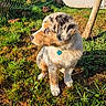 Balto participe au concours pour gagner de l'argent avec cette photo : puppy, dog, grass, outdoor, sunlight, pet, young_dog, fur, tag, collar, garden, tree, nature, animal, sitting, cute, fluffy, brown, white, black