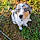Balto