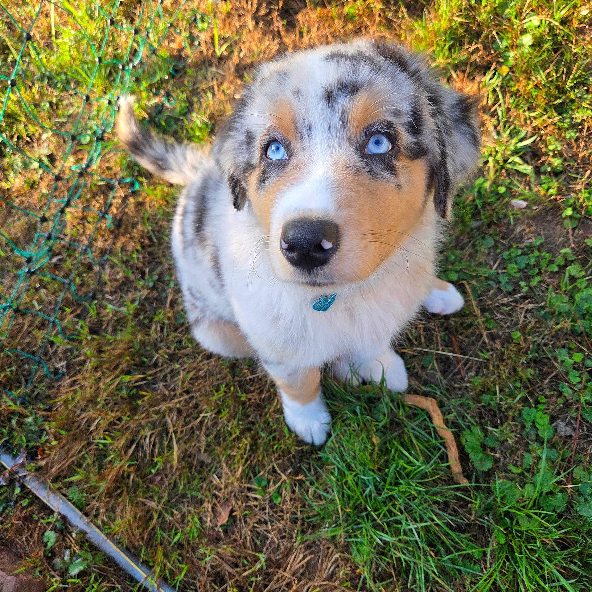 Balto participe au concours pour gagner de l'argent avec cette photo : puppy, dog, australian_shepherd, blue_eyes, grass, outdoor, pet, cute, fur, collar, animal, nature, young, looking_up, adorable, small, fluffy, ground, sunlight, ears