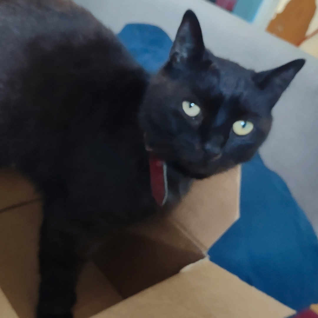 Fishsticks joined the competition — help win amazing prizes! adult, animal, blackcat, box, cardboard, carton, cat, female, kitten, manx, person, pet, siamese, woman