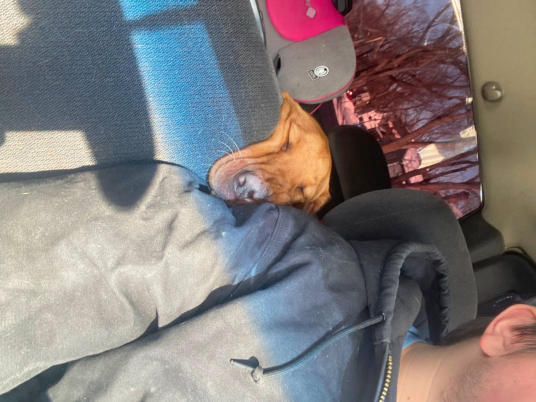 Bow joined the competition — help win amazing prizes! auto_part, car_seat, car_seat_cover, carnivore, comfort, companion_dog, foot, fur, health_care, human_leg, knee, leg, linens, nail, room, seat_belt, service, sitting, thigh, vehicle_door